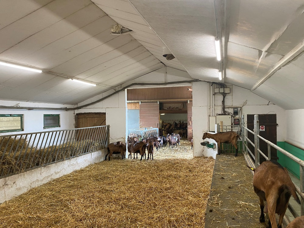 Ledvance LED Feuchtraumleuchte 1500mm 50W 4000K 6500 Lumen IP67 IK06 Kaltweiß Deckenmontage